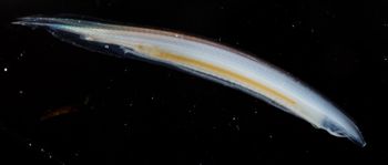 Media type: image;   Invertebrate Zoology 74259